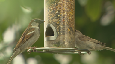 Vogel sitzt vor Futterhäuschen am Baum