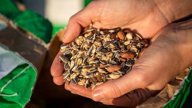 2 Hände voll mit Vogelfutter zum Thema Vögel richtig füttern