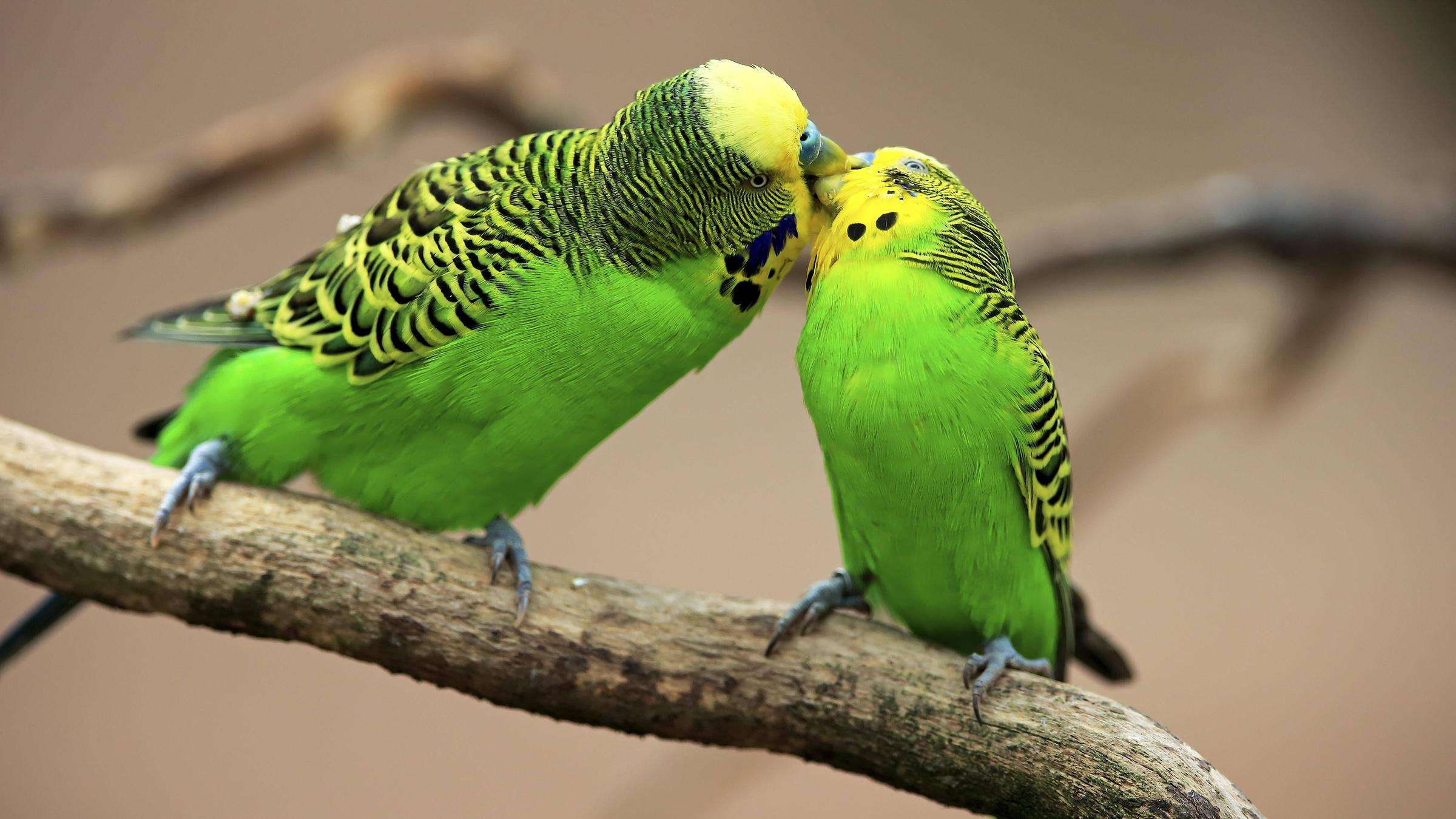 Zwei Wellensittiche schnäbeln miteinander