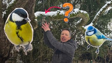 Collage: Vogelexperte hängt Meisenknödel an Baum, daneben Cutouts von Vögeln und Fragezeichen mit Pfeil Richtung Meisenknödel