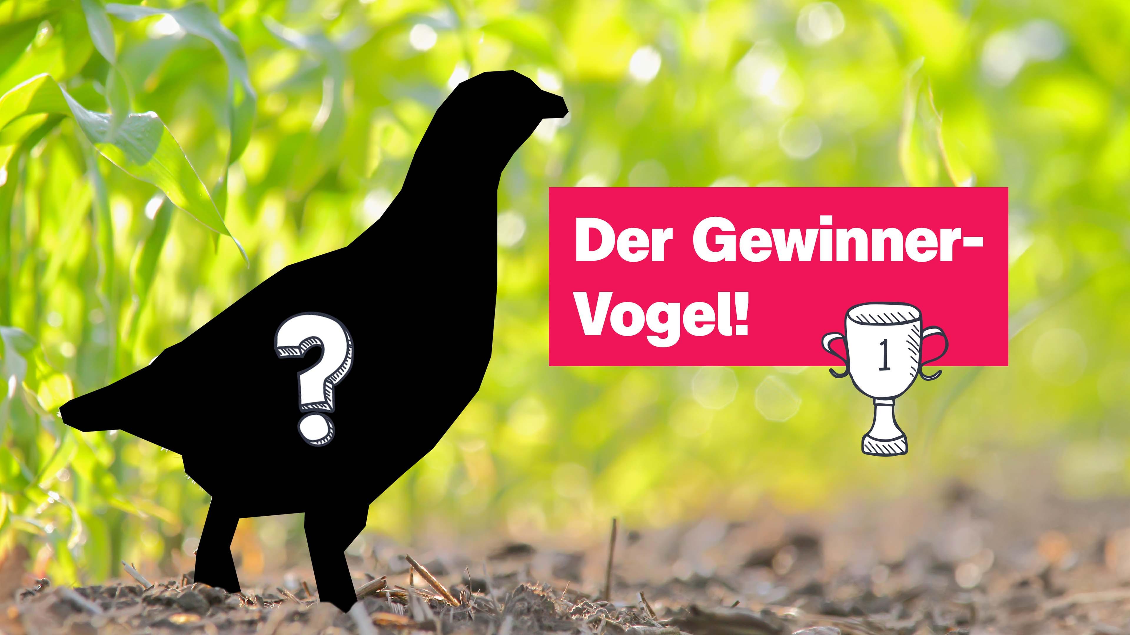 Das Rebhuhn ist Vogel des Jahres 2026