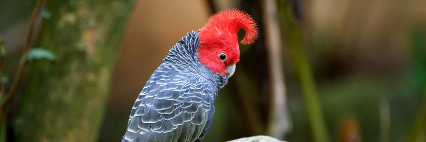 Vogel mit roten Federn am Kopf.