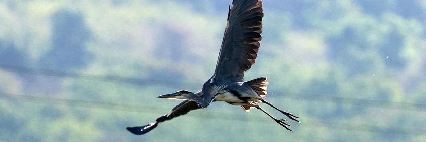 Reiher fliegt.