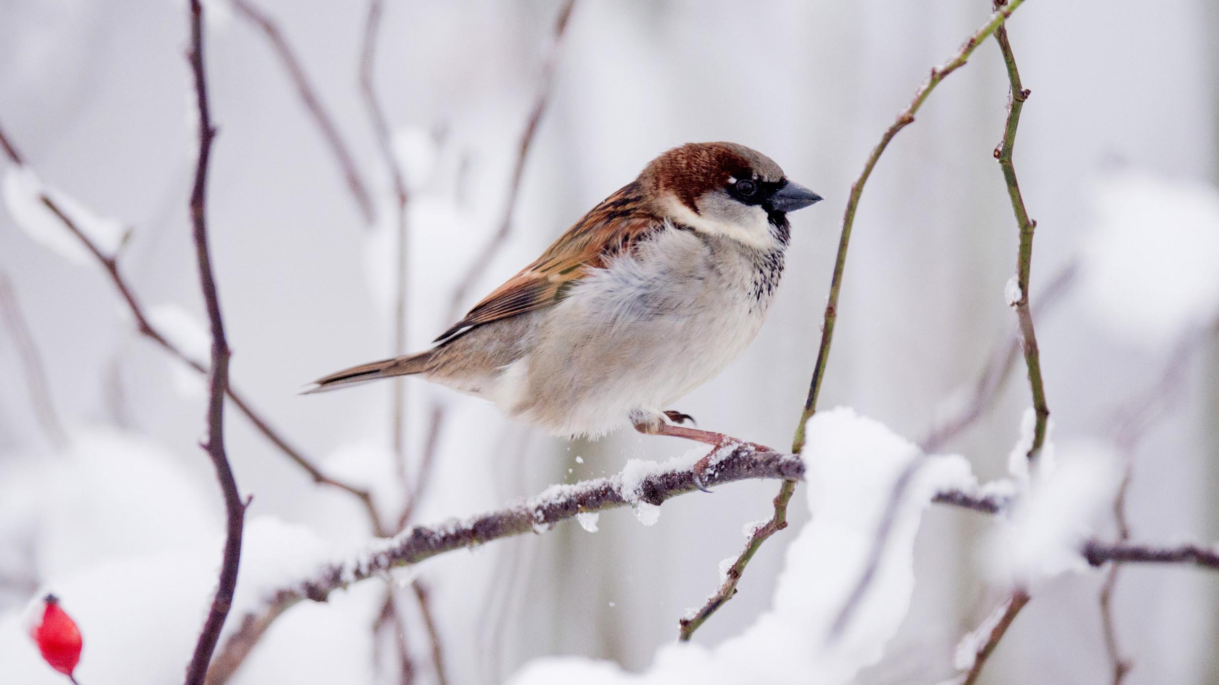 Spatz im sitzt im Winter auf einem dünnen Ast.