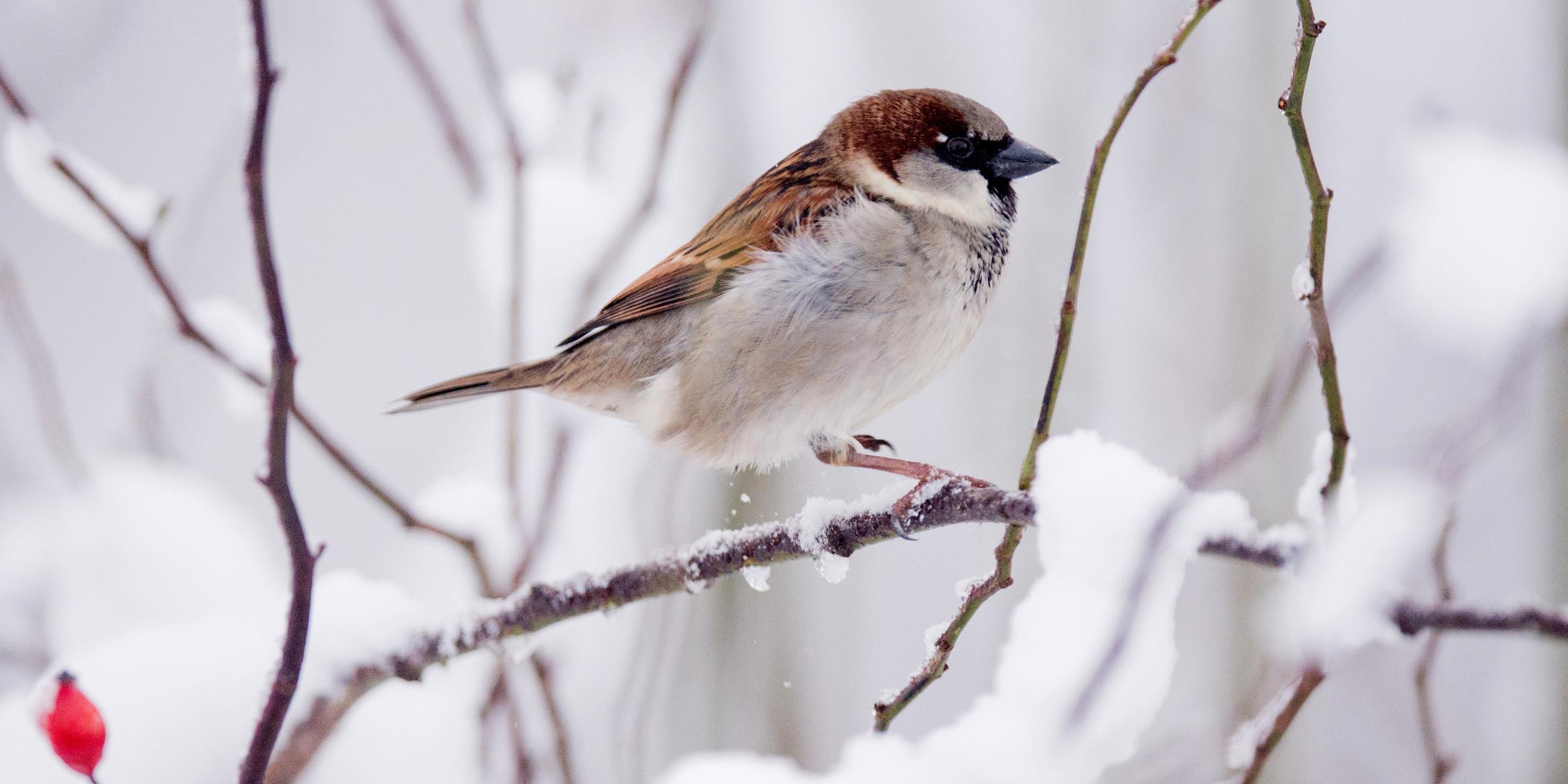 Spatz im sitzt im Winter auf einem dünnen Ast.