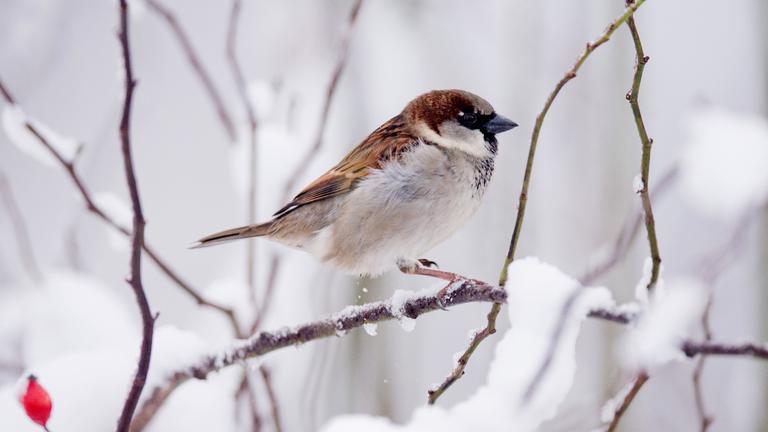 Spatz im sitzt im Winter auf einem dünnen Ast.