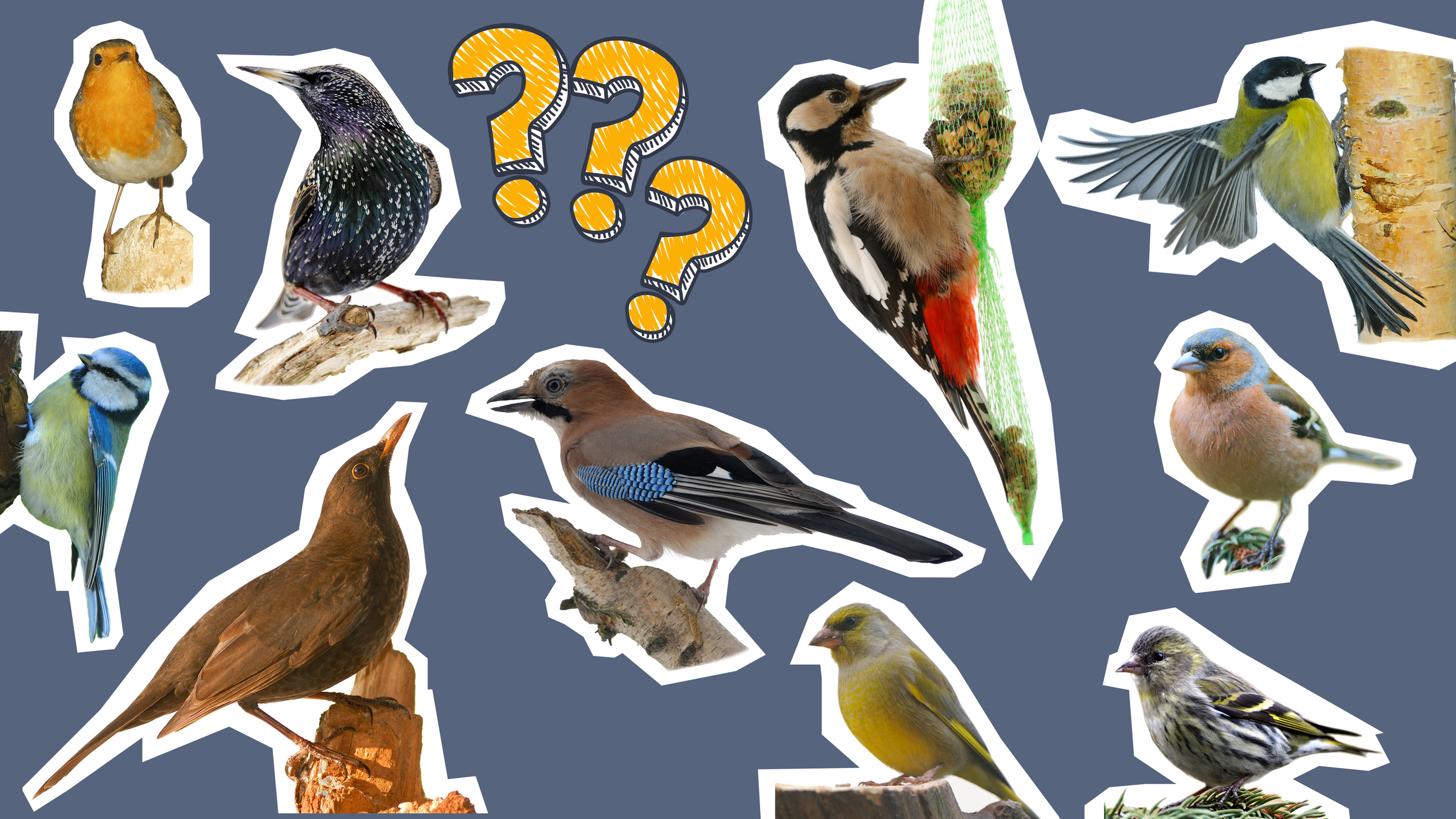 Amsel, Buchfink, Eichelhäher, Kohlmeise, Blaumeise, Grünfink, Buntspecht, Star, Eichelhäher, Rotkelchen und Ammer mit drei bunten Fragezeichen