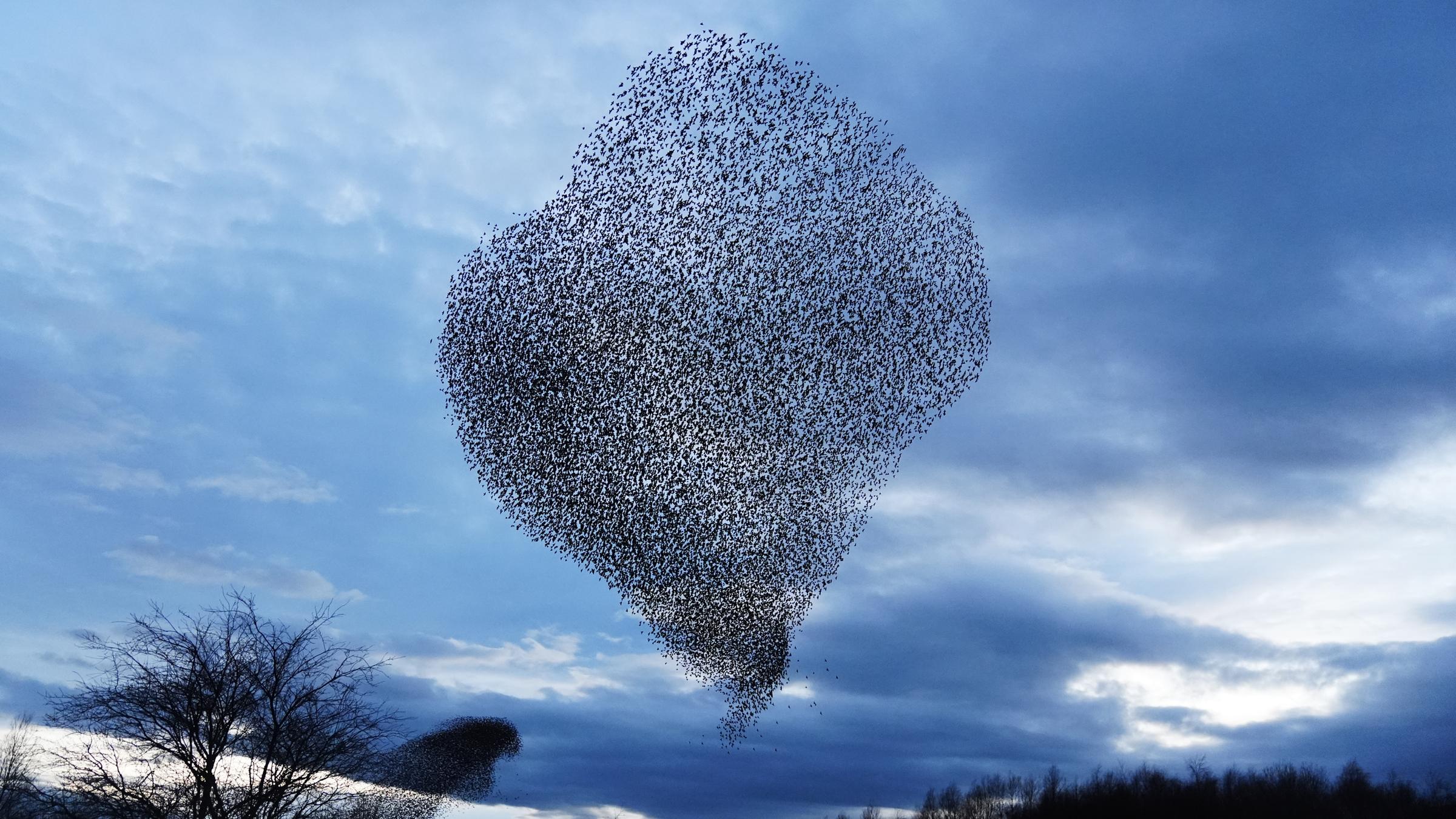 Ein Vogelschwarm in Großbritannien sie wolkenartig aus