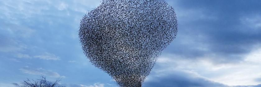 Ein Vogelschwarm in Großbritannien sie wolkenartig aus