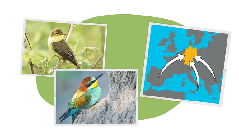 Grafik: zwei Fotos von Vögeln, daneben Landkarte mit Pfeilen