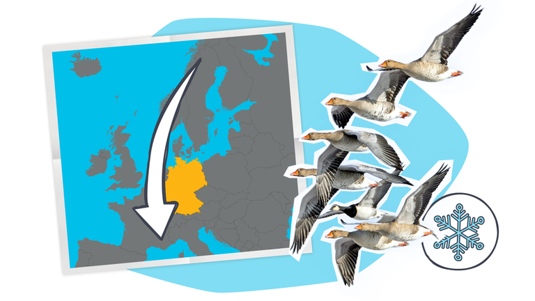 Grafik: zwei Fotos von Vögeln, daneben Landkarte mit Pfeilen