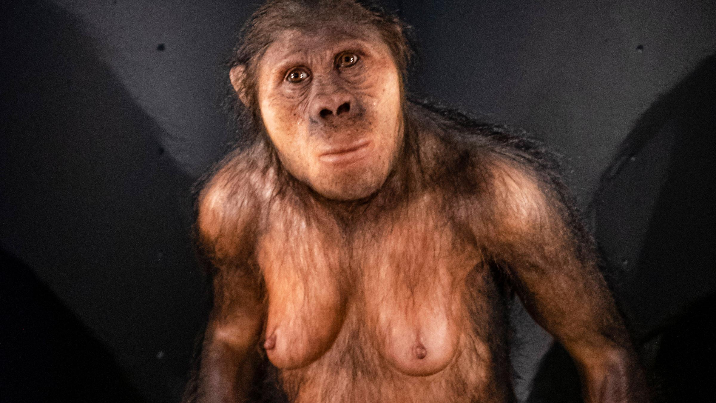 Vormensch Australopithecus