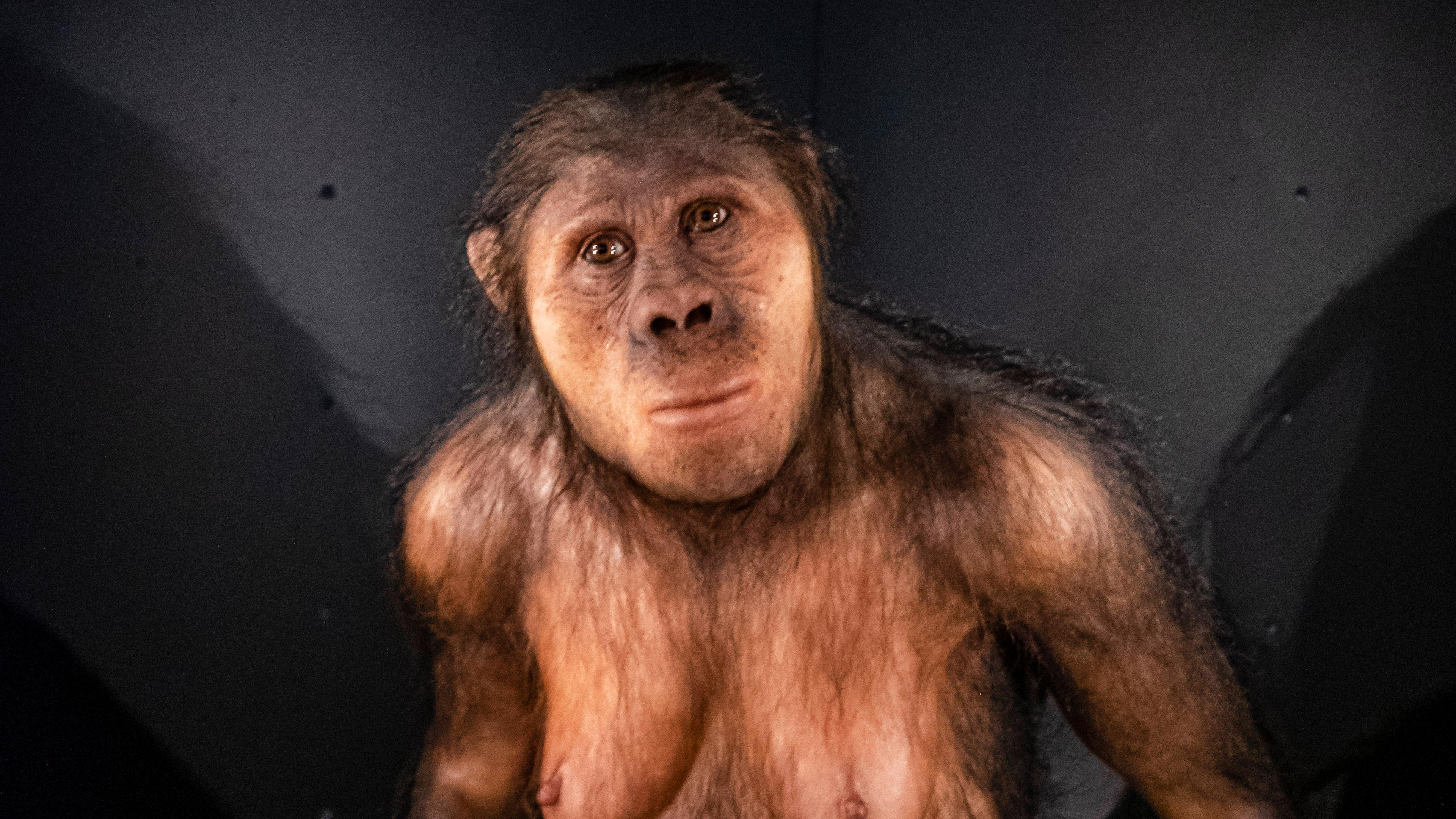 Vormensch Australopithecus