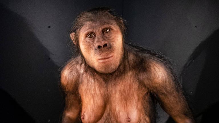 Vormensch Australopithecus