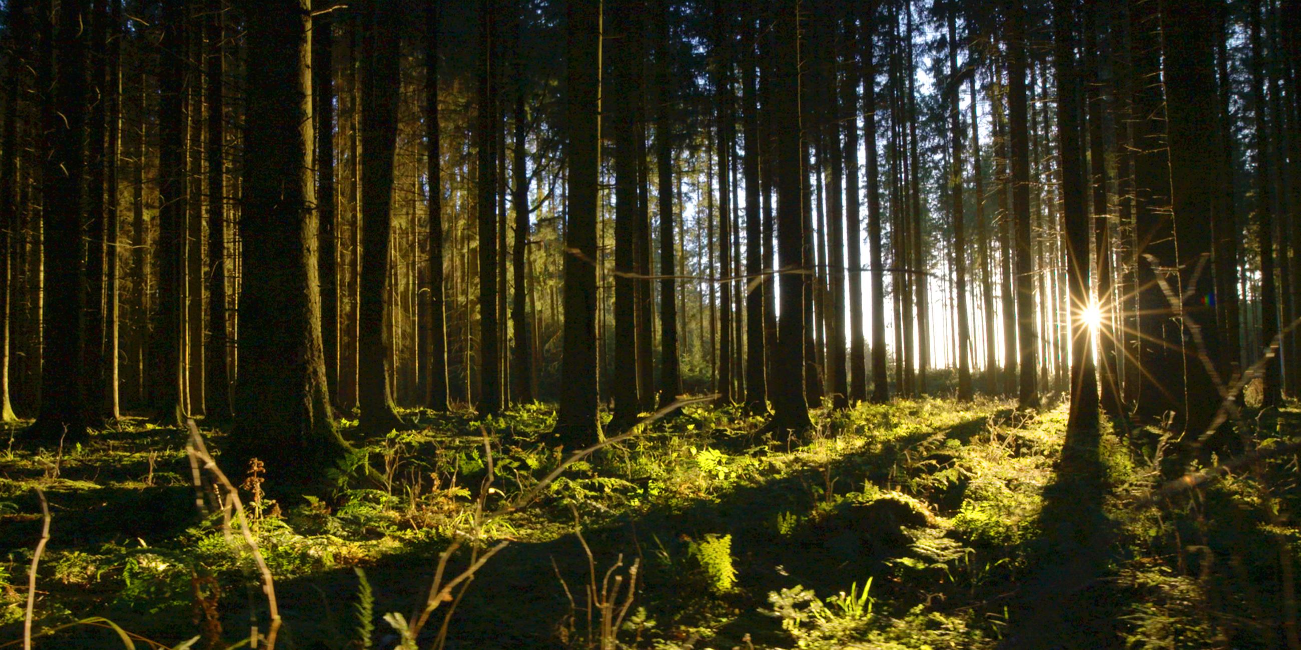 Sonnenuntergang im Wald auf der Schwäbischen Alb.