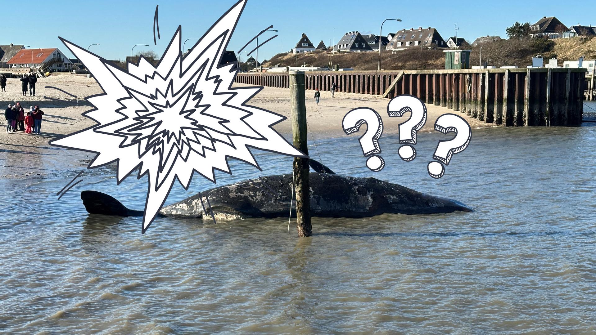 Ein toter Pottwal liegt im Wasser vor Sylt.