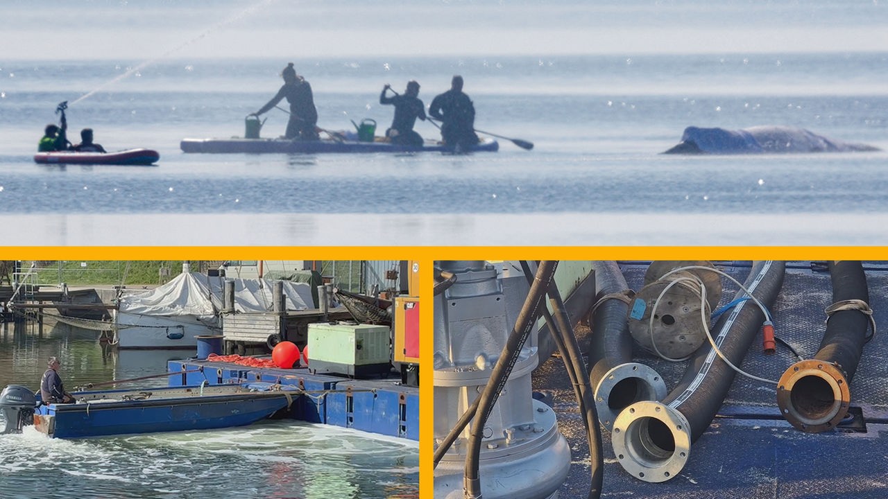 Wal neue Rettungsaktion