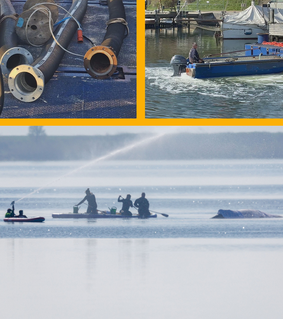 Wal neue Rettungsaktion