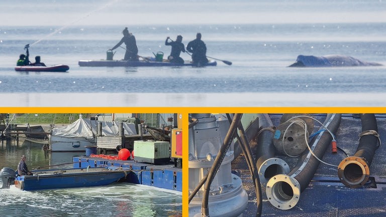 Wal neue Rettungsaktion