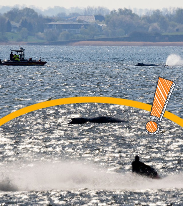 Wal schwimmt los