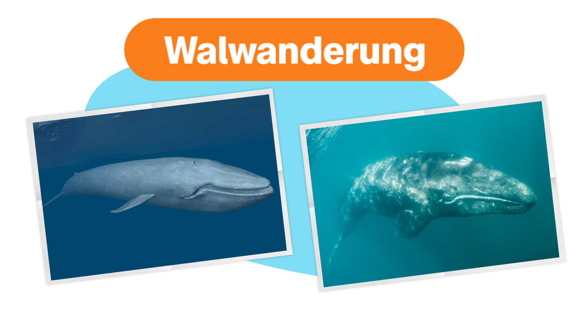 ES Warum Wale wandern