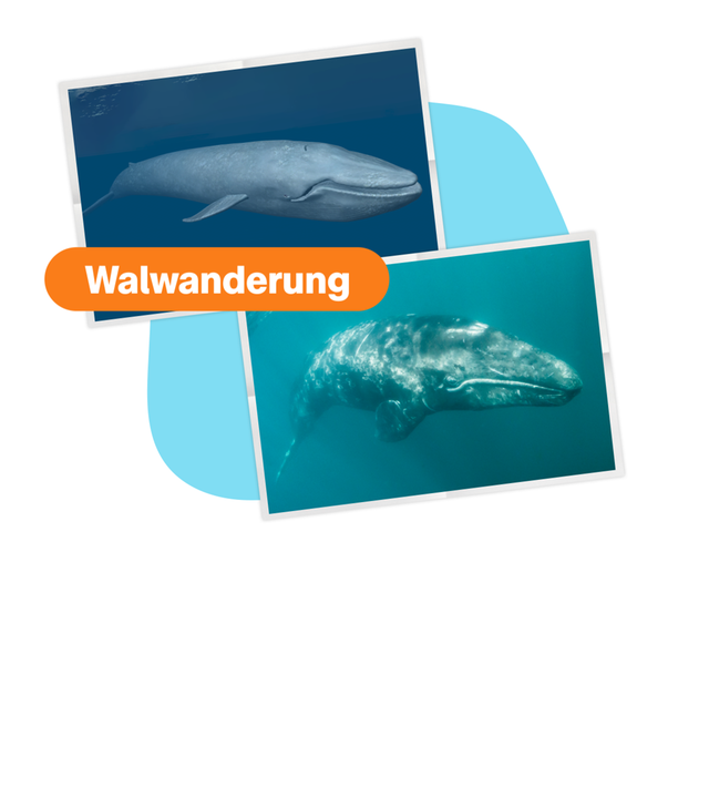 ES Warum Wale wandern