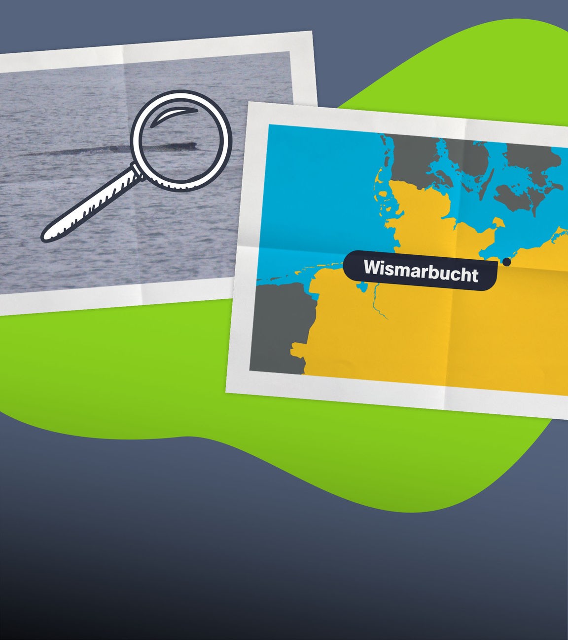 Wal Timmy steckt wieder fest