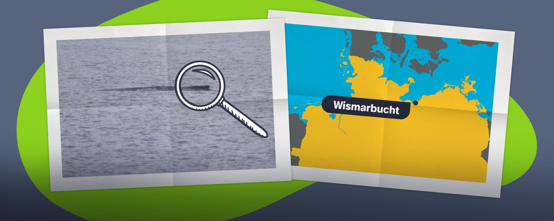 Wal Timmy steckt wieder fest