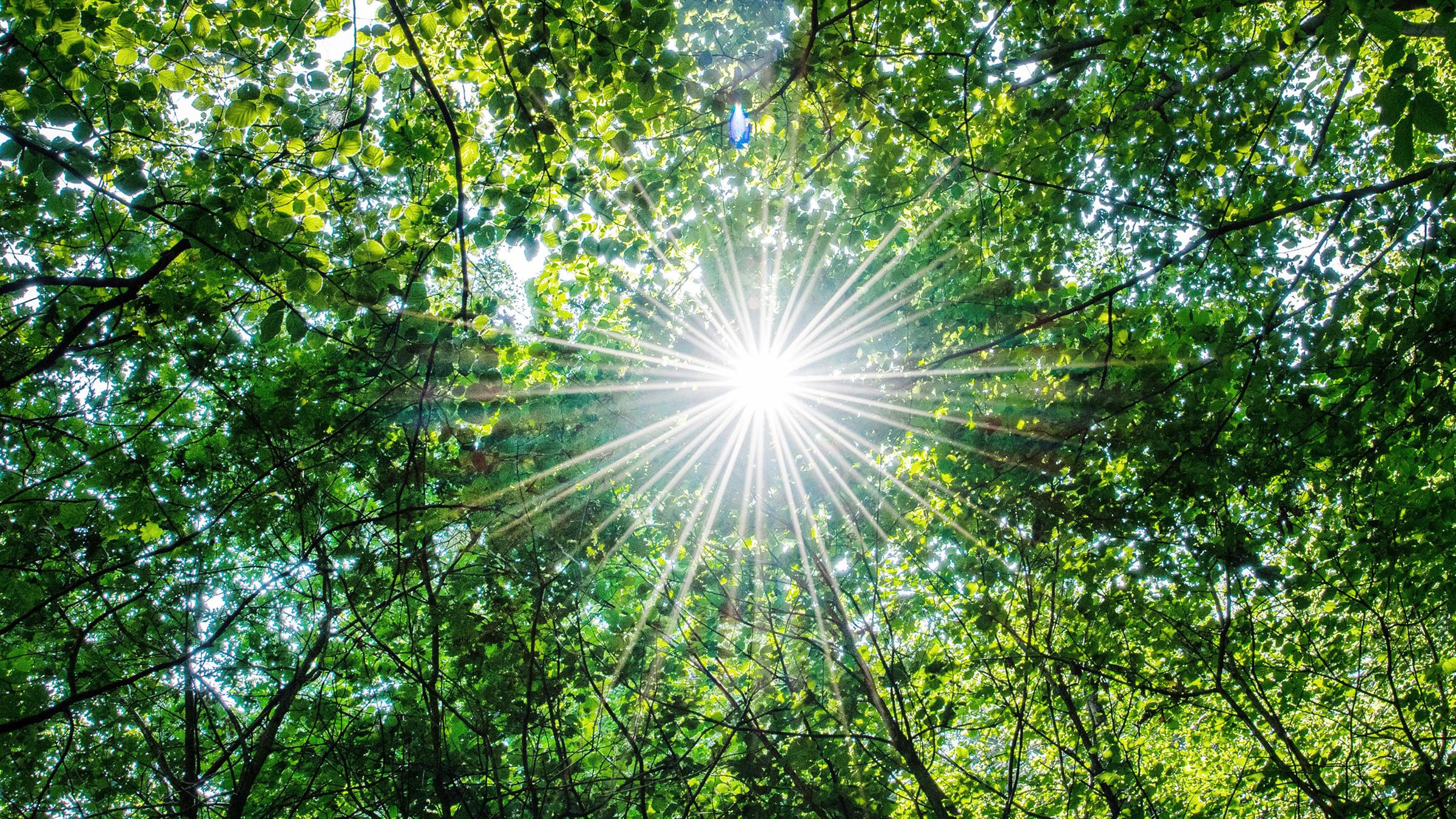 Archiv: Die Sonne scheint in einem Wald durch die Blätter von Buchen am 22.07.2018 bei Warendorf