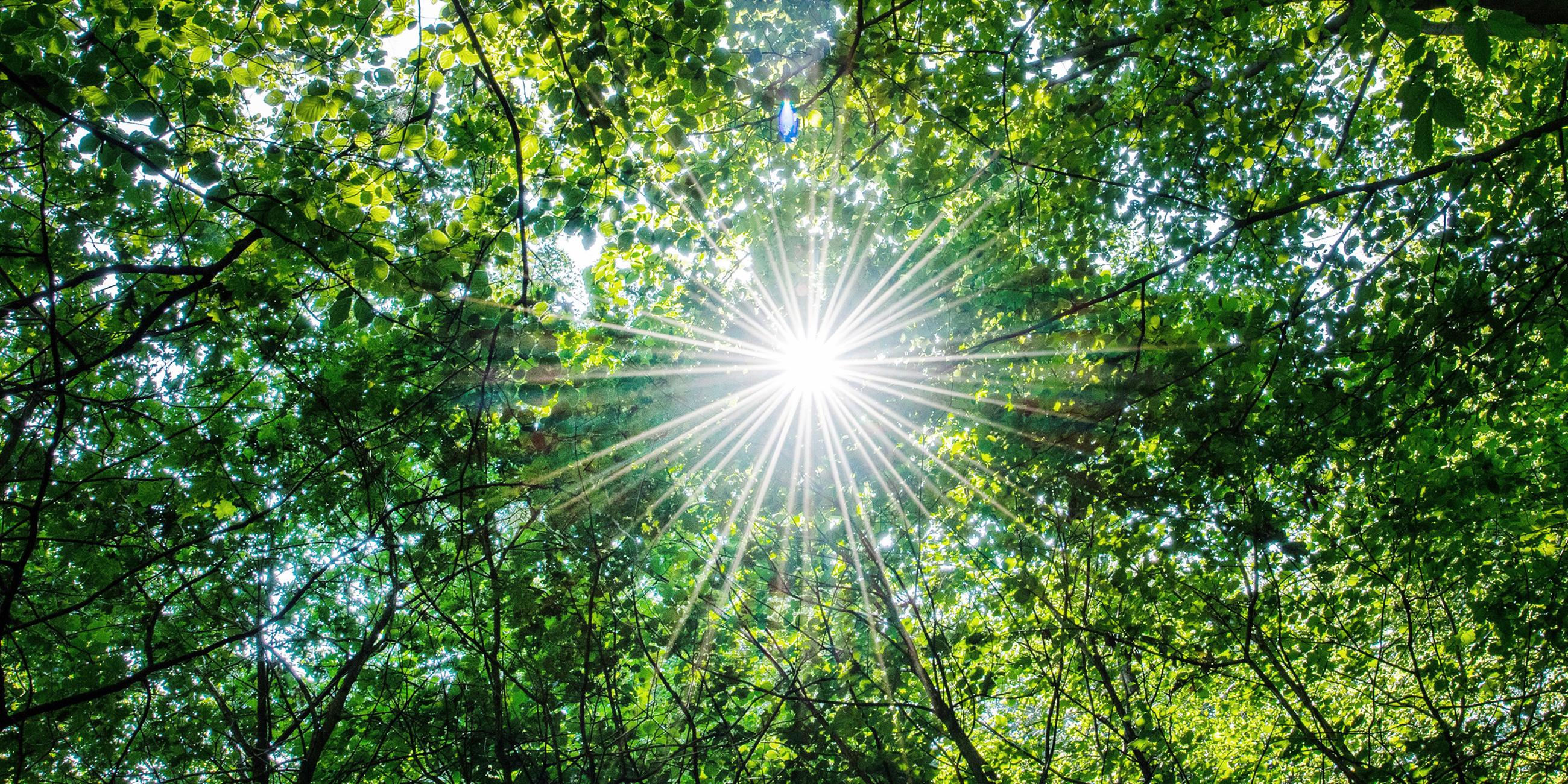 Archiv: Die Sonne scheint in einem Wald durch die Blätter von Buchen am 22.07.2018 bei Warendorf
