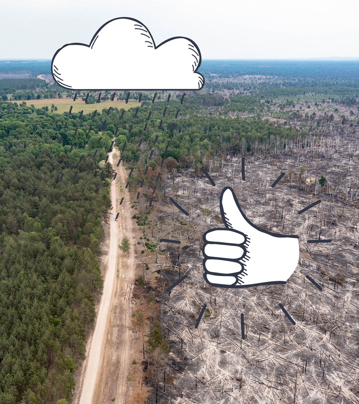 Waldbrand Fläche