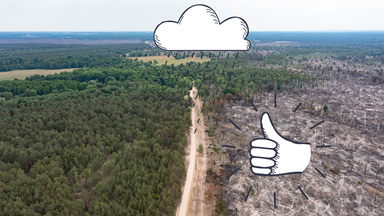 Waldbrand Fläche