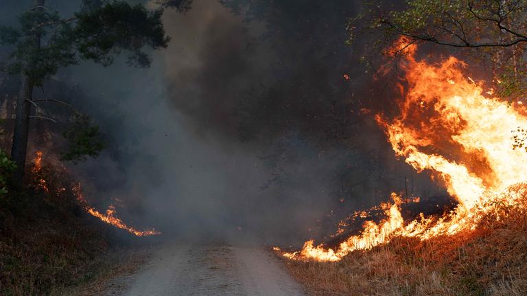 Verrauchter Waldweg, rechts und links stehen Pflanzen in Flammen.