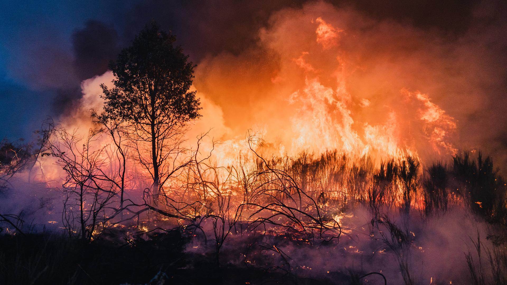 Ein großes Feuer verbrennt einen Wald.