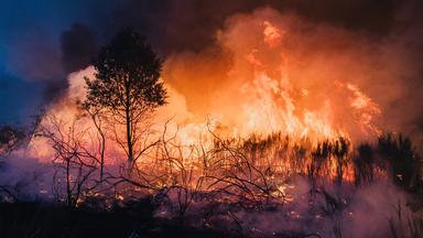 Ein großes Feuer verbrennt einen Wald.
