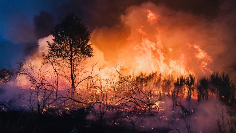 Ein großes Feuer verbrennt einen Wald.