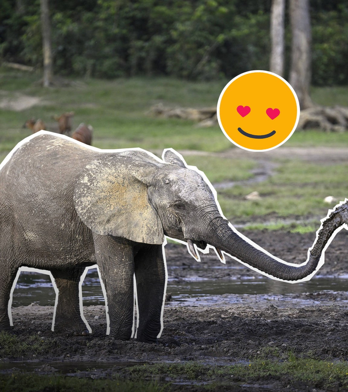 Ein Waldelefant, der Wasser aus dem Rüssel spritzt