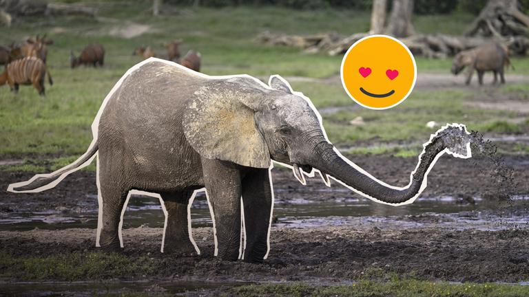 Ein Waldelefant, der Wasser aus dem Rüssel spritzt