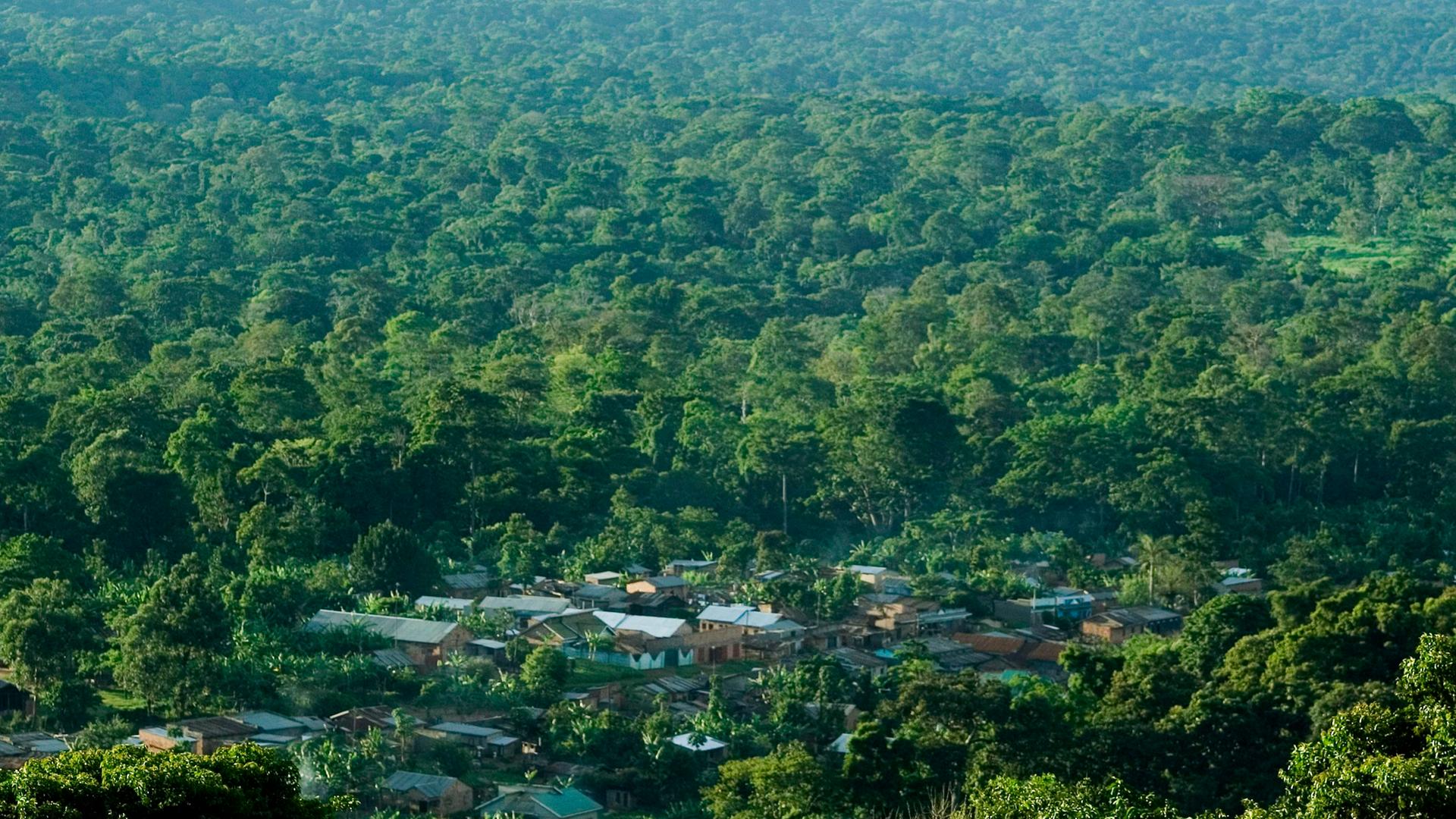 Ein Waldgebiet in Uganda