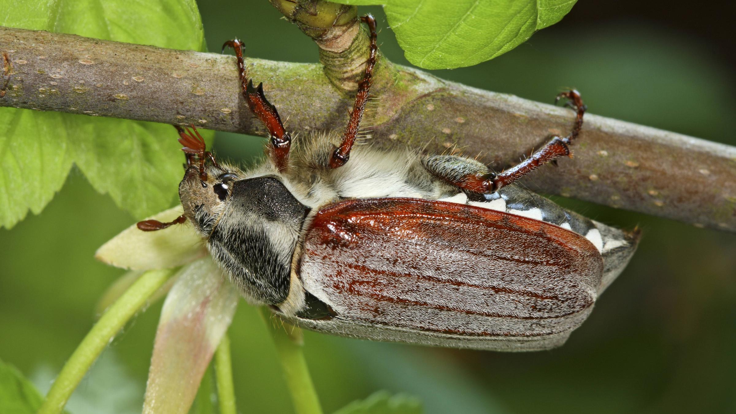 Ein süßer und seltener Maikäfer an einem Zweig.