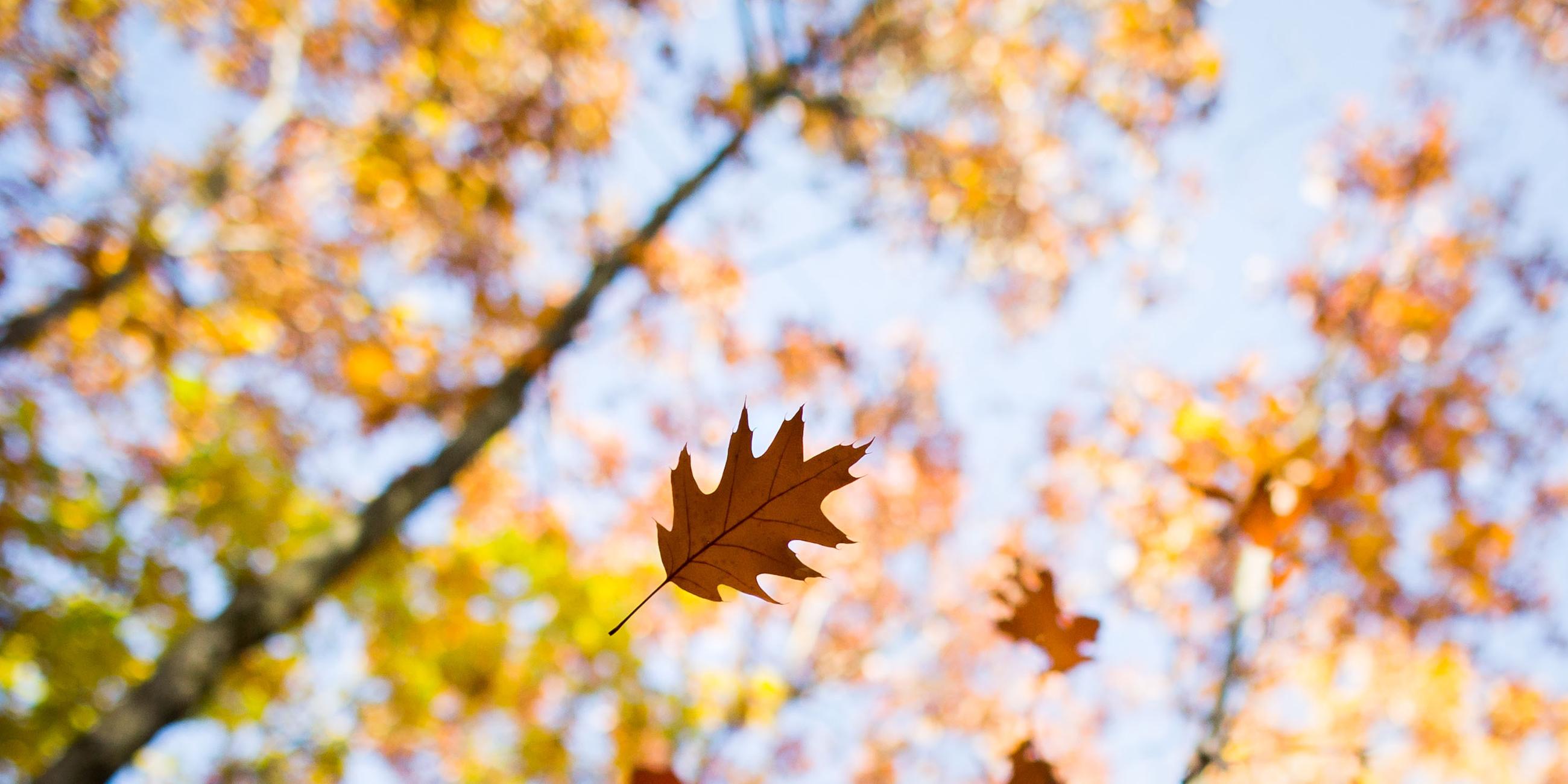Herbstlaub