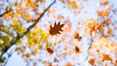 Herbstlaub
