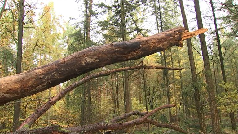 Waldschäden durch Klimawandel