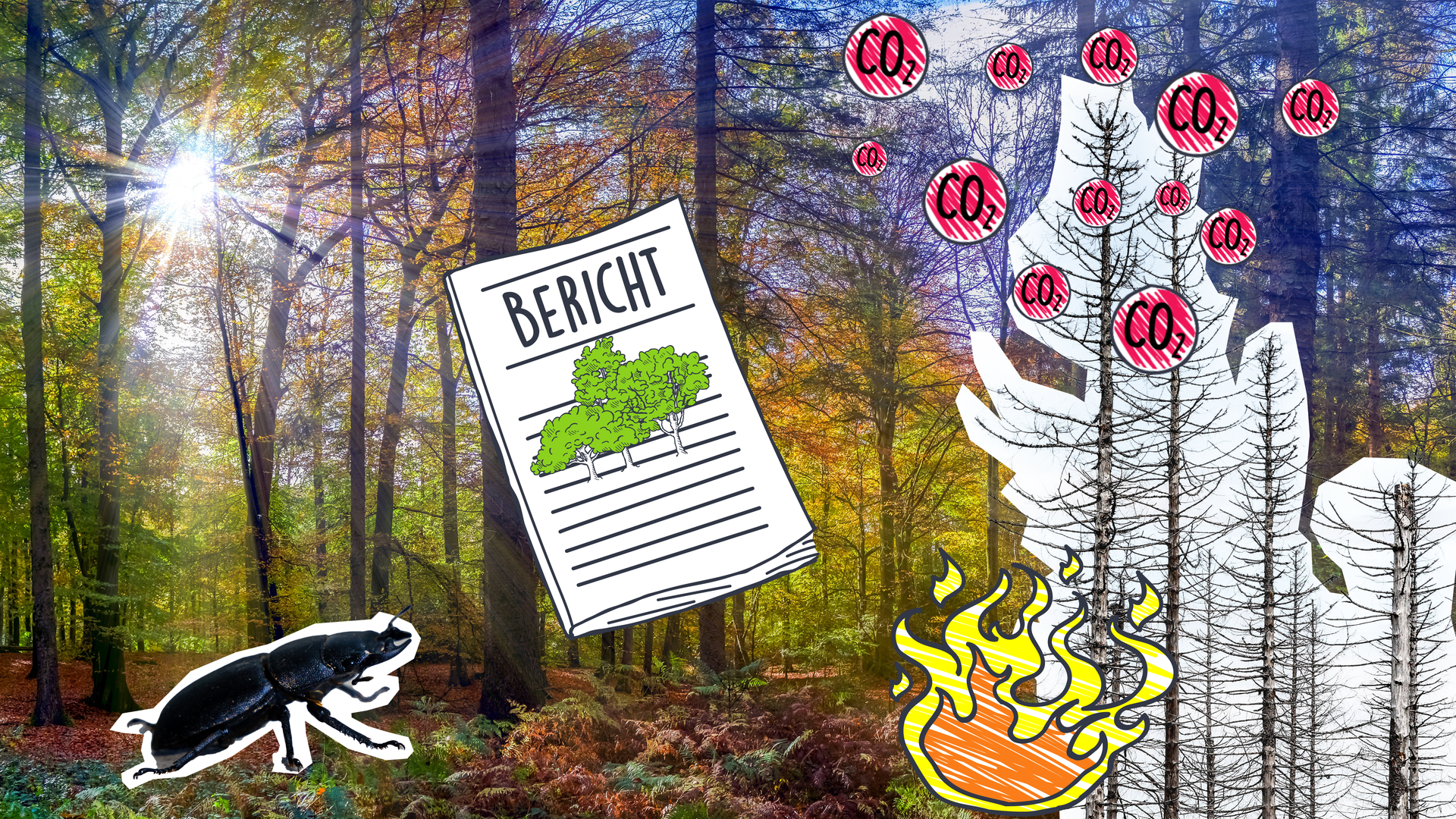 Ein Wald, Cutouts von Borkenkäfer, toten Bäumen und Wasserhubschrauber und Grafik von Bericht mit Pfeil.
