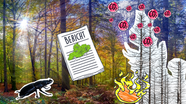 Ein Wald, Cutouts von Borkenkäfer, toten Bäumen und Wasserhubschrauber und Grafik von Bericht mit Pfeil.