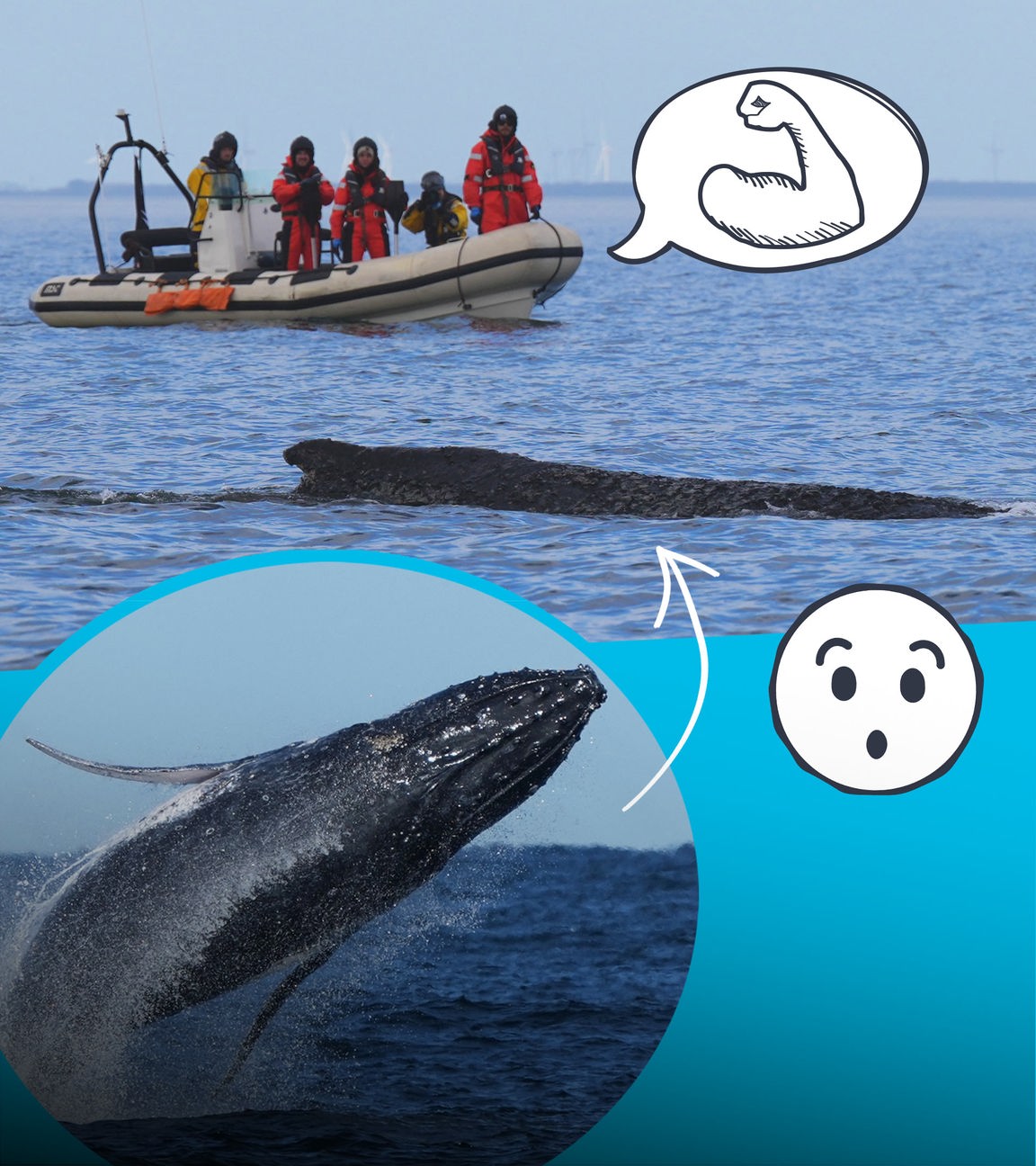 Gestrandeter Wal und Helfer*innen