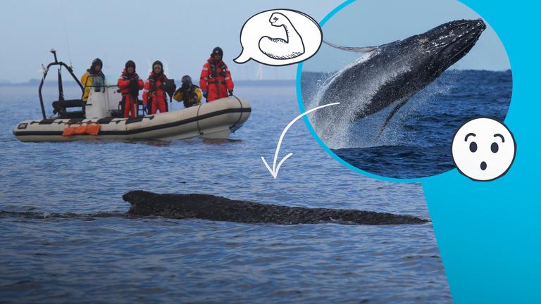 Gestrandeter Wal und Helfer*innen