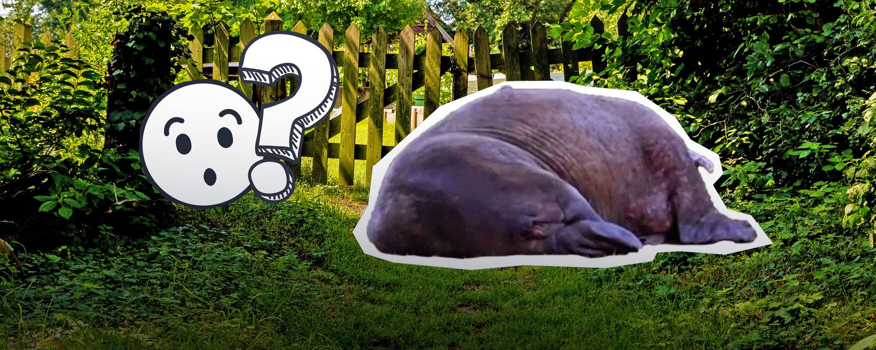 Foto-Collage: Ein Garten im Hintergrund. Darauf ein Cut-Out einer großen grauen Masse. Daneben ein Fragezeichen und ein erstaunt schauendes Emoji