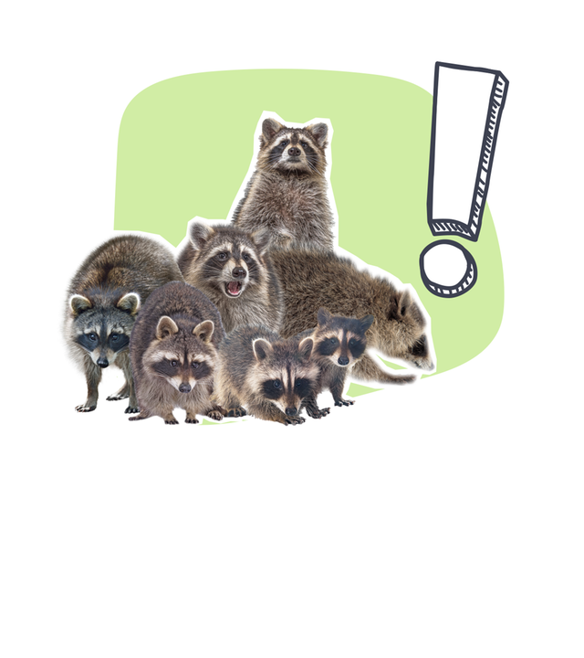 Waschbär-Problem einfach erklärt