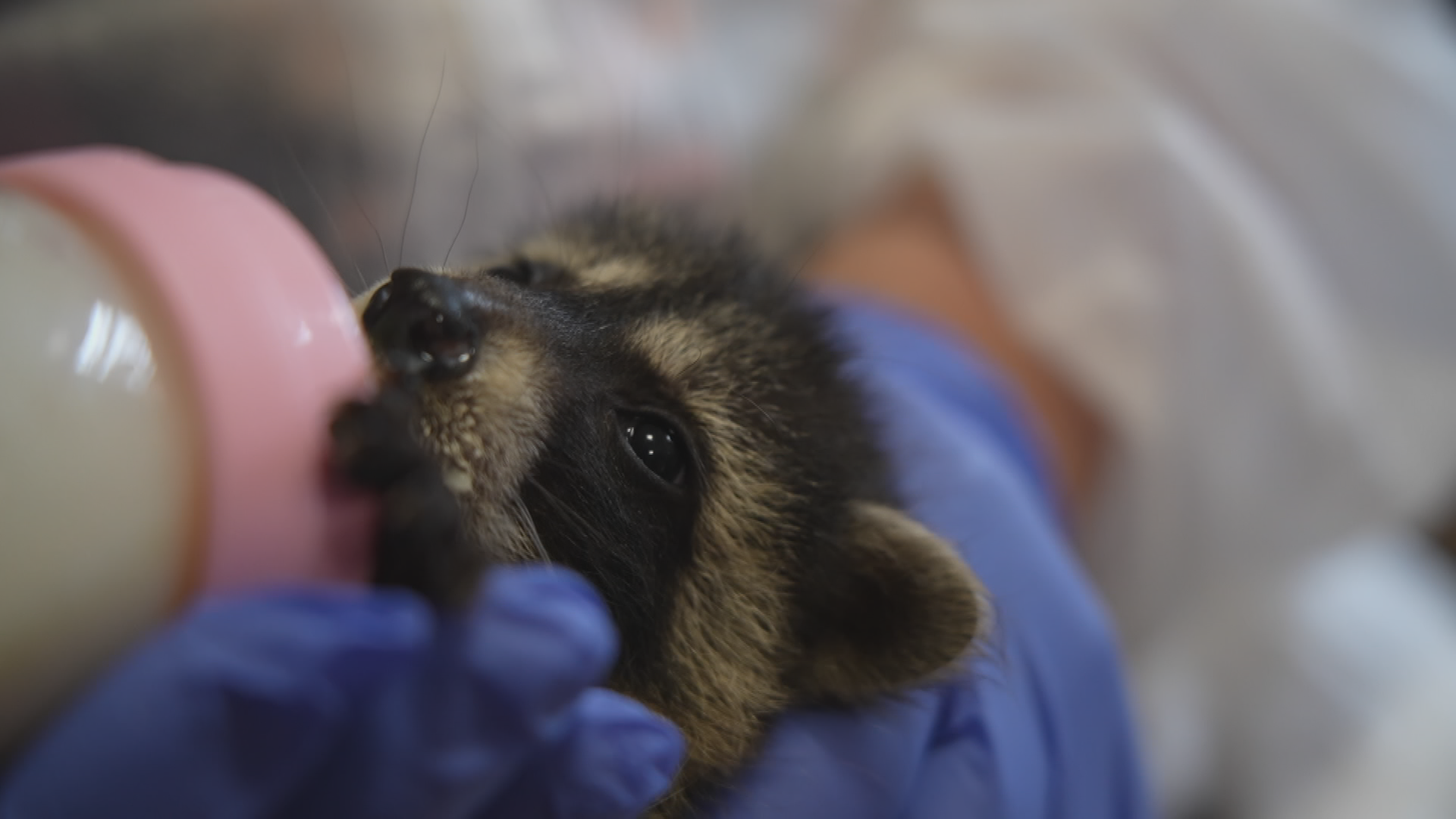 Waschbär-Baby